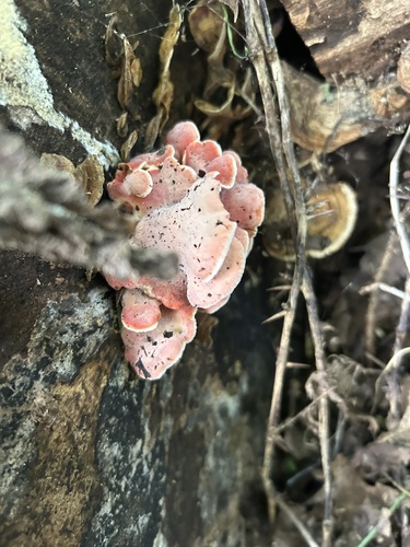 Coral-pink Merulius