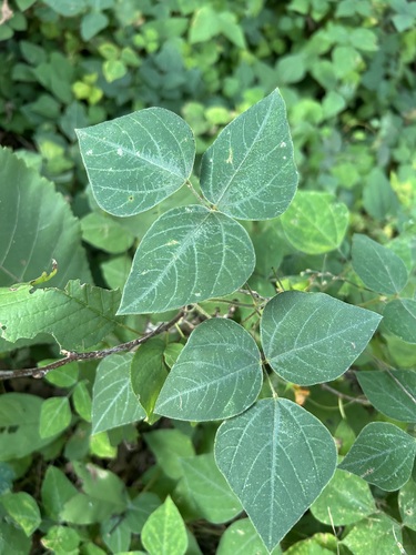 American hog-peanut
