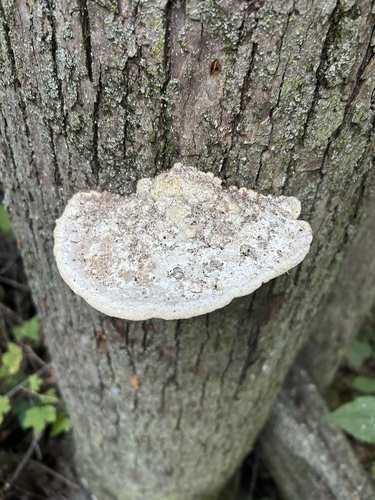 Lumpy Bracket