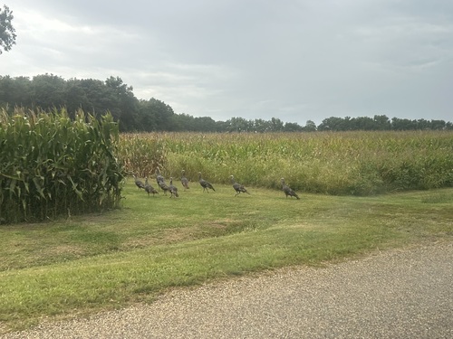 Wild Turkey