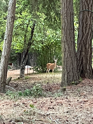 Mule Deer