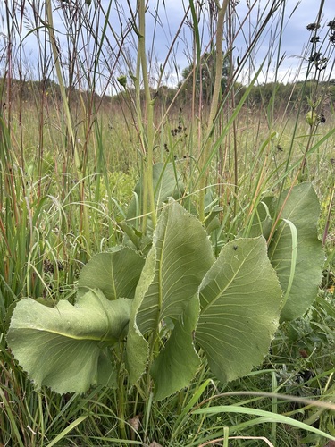 prairie dock