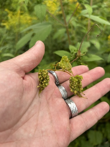 Grape Phylloxera