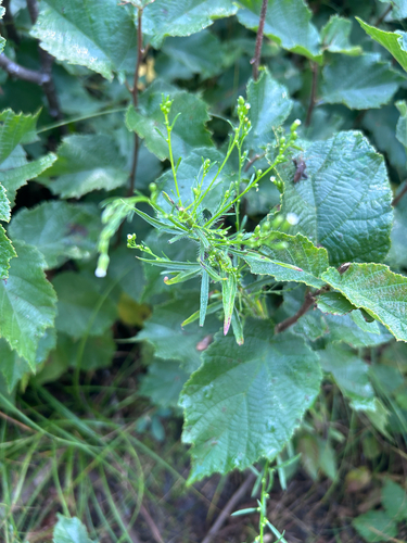 horseweed