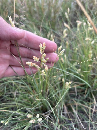 buffalograss