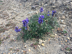 Lupinus costaricensis