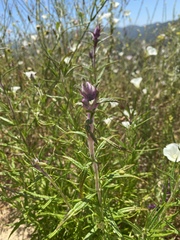 Castilleja densiflora