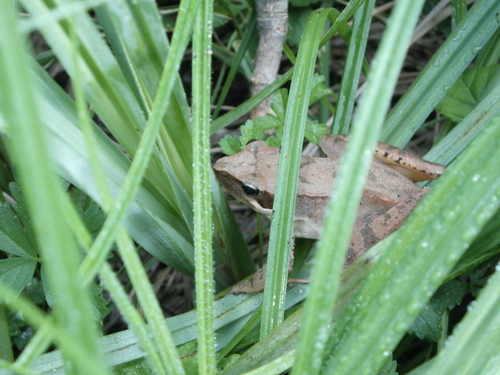 Italian Agile Frog