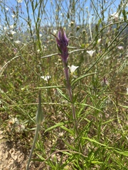Castilleja densiflora