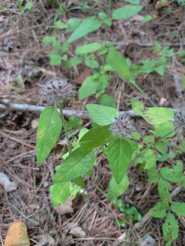 Wild Basil