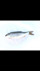 Squalius cephalus