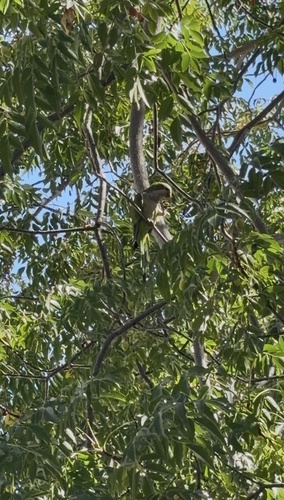 Monk Parakeet