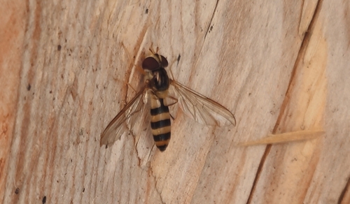 Banded Thintail