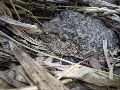 European Toad