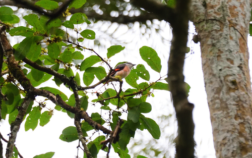 Pericrocotus roseus observed 2026-08-22