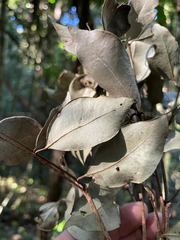 Syzygium francisii, photograph (c) Samuel Frankel, some rights reserved (CC BY)