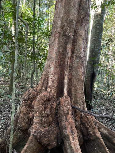 Syzygium francisii, photograph 3