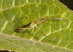 Atopozelus