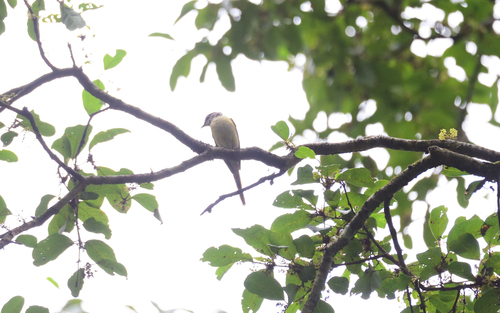 Pericrocotus roseus observed 2026-08-22