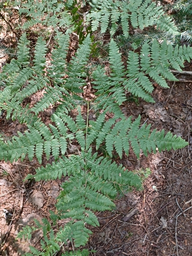 eagle fern