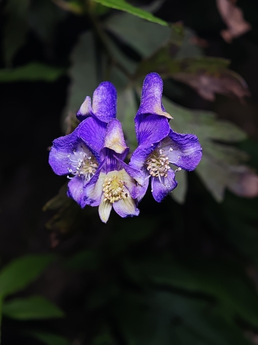 Azure Monkshood