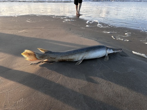Alligator Gar