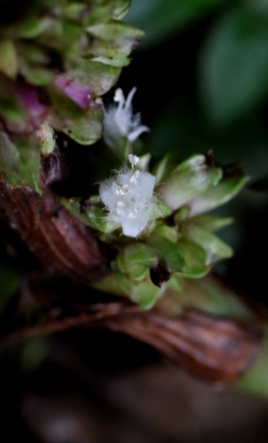 Amischotolype glabrata