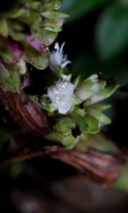Amischotolype glabrata