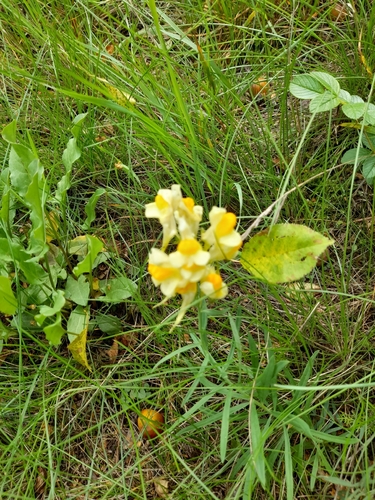 common toadflax