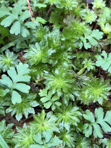 Rhodobryum giganteum observed 2026-09-14
