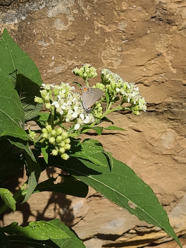 Gray Hairstreak