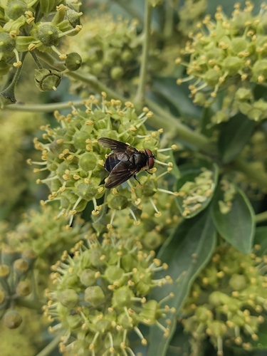 Phasia hemiptera