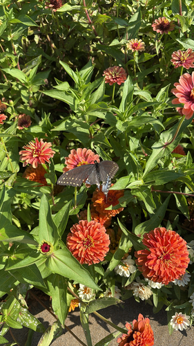 Black Swallowtail