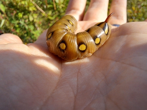 Bedstraw Hawkmoth