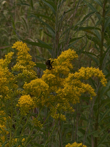 Common Eastern Bumble Bee