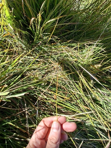 Juncus filiformis