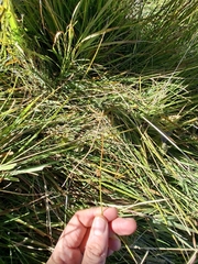 Juncus filiformis, photograph (c) Salza Palpurina, some rights reserved (CC BY)