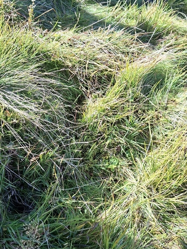Juncus filiformis, photograph 2