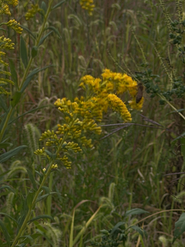 Western Honey Bee