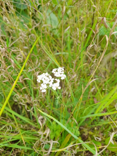 common yarrow