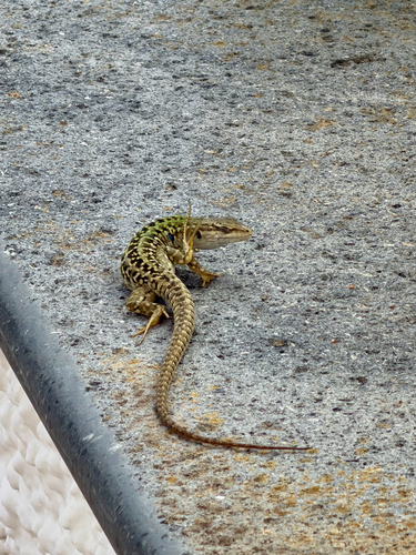 Italian Wall Lizard