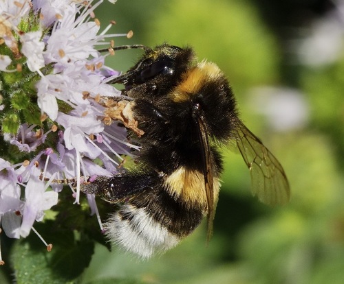 Buff-tailed Bumble Bee