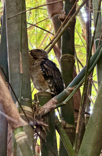 Indian Scops-Owl