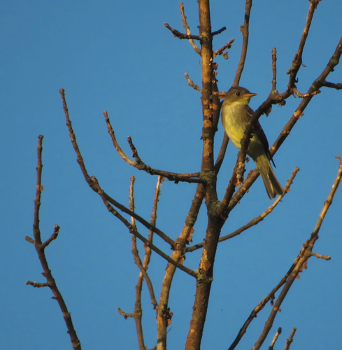 Eastern Wood-Pewee