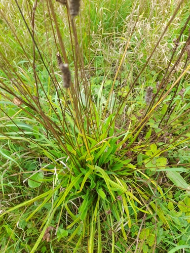 ribwort plantain