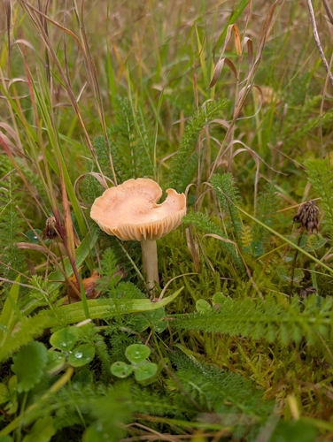 Meadow Waxcap