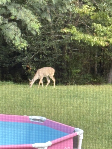 White-tailed Deer