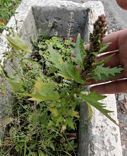Наблюдение на iNaturalist