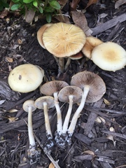 Agrocybe molesta