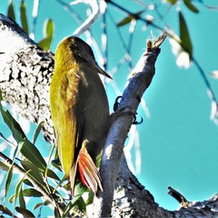 Chloropicus griseocephalus